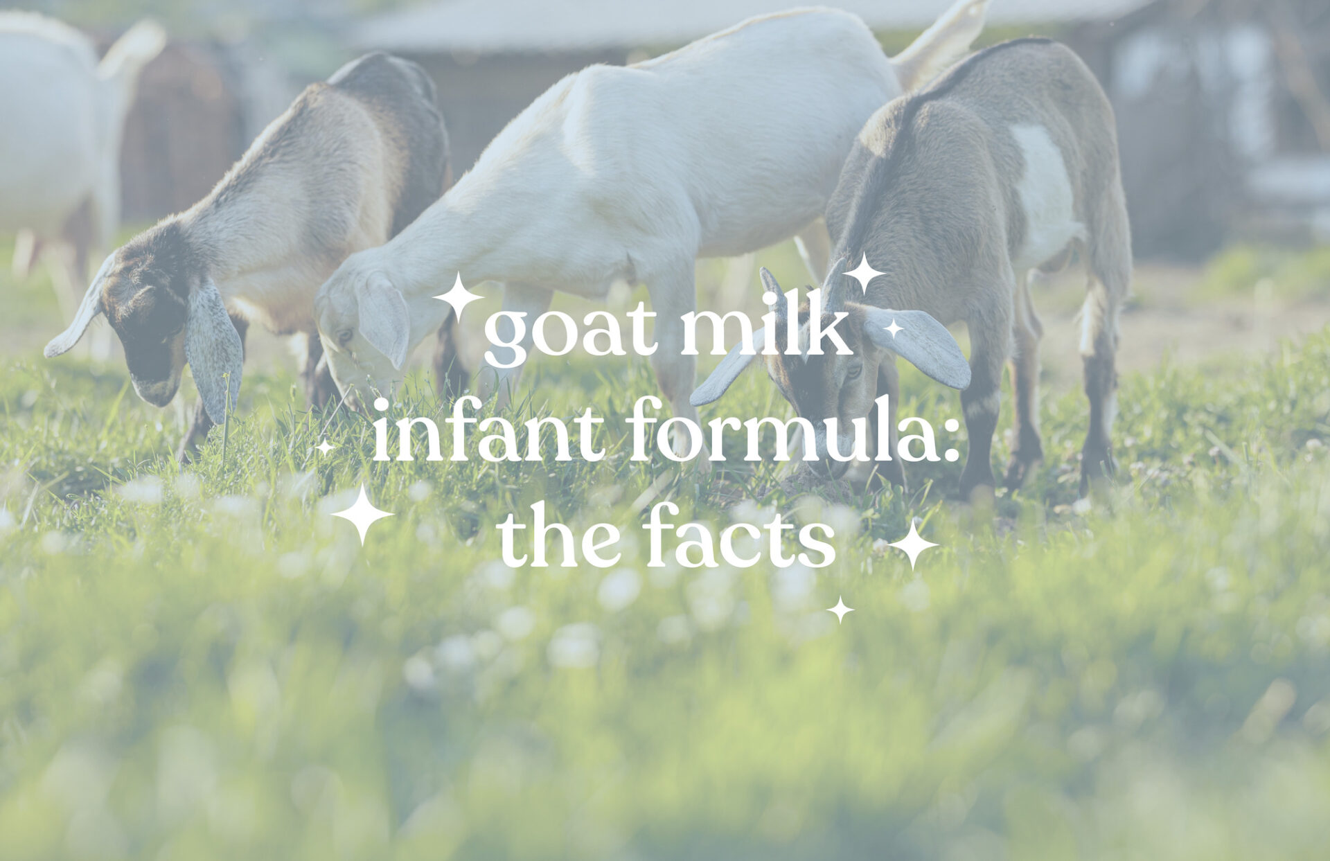 Digestive benefits of goat milk infant formula